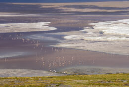 Peru_and_Bolivia_2025 (43/66)